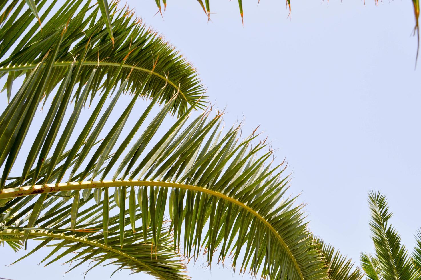 The tops of the trunks of beautiful tropical exotic palm trees with large green leaves against the blue sky photo