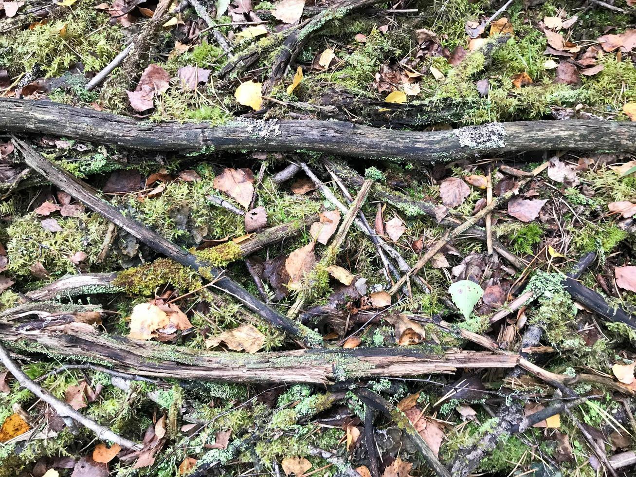 Texture of sticks and branches, logs of roots covered with natural green moss and grass with leaves in the forest photo