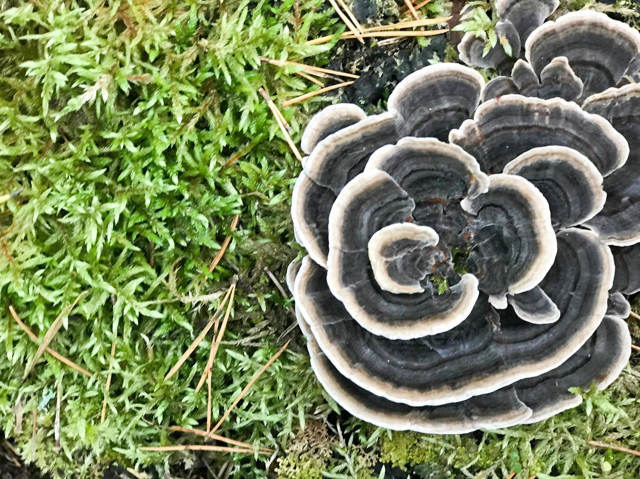 Different woody delicious mushrooms on the tree trunk of a log covered with natural green moss and grass with leaves in the forest. photo