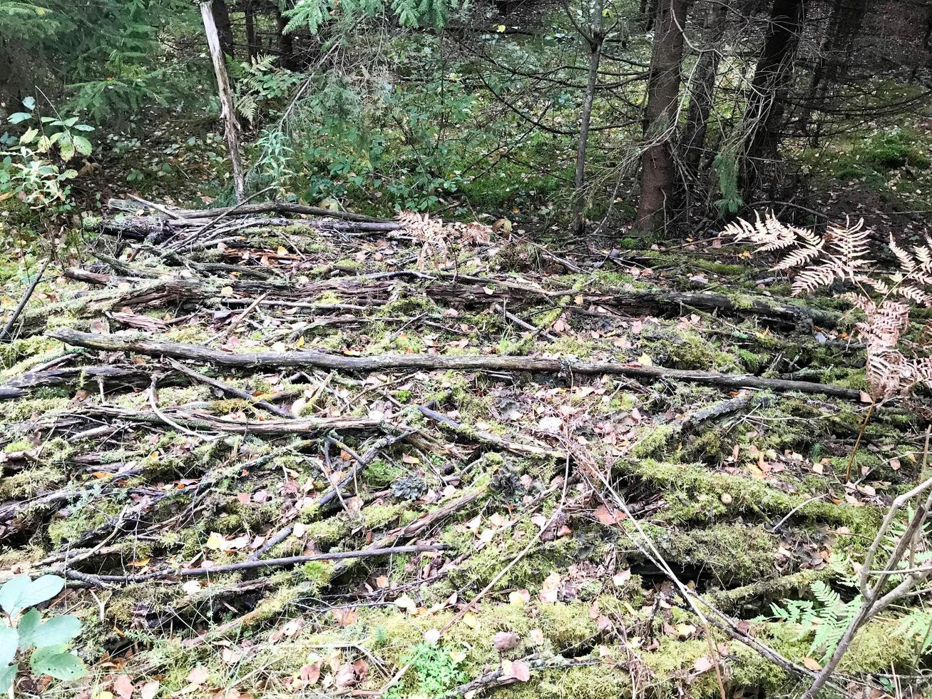 textura de palos y ramas, troncos de raíces cubiertos de musgo verde natural y hierba con hojas en el bosque foto