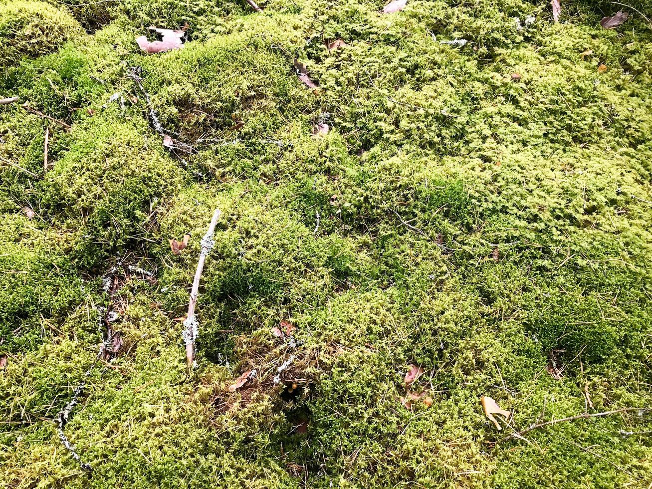 Texture of a natural marsh green bright juicy moss of a fluffy thick grass plant in the forest. The background photo