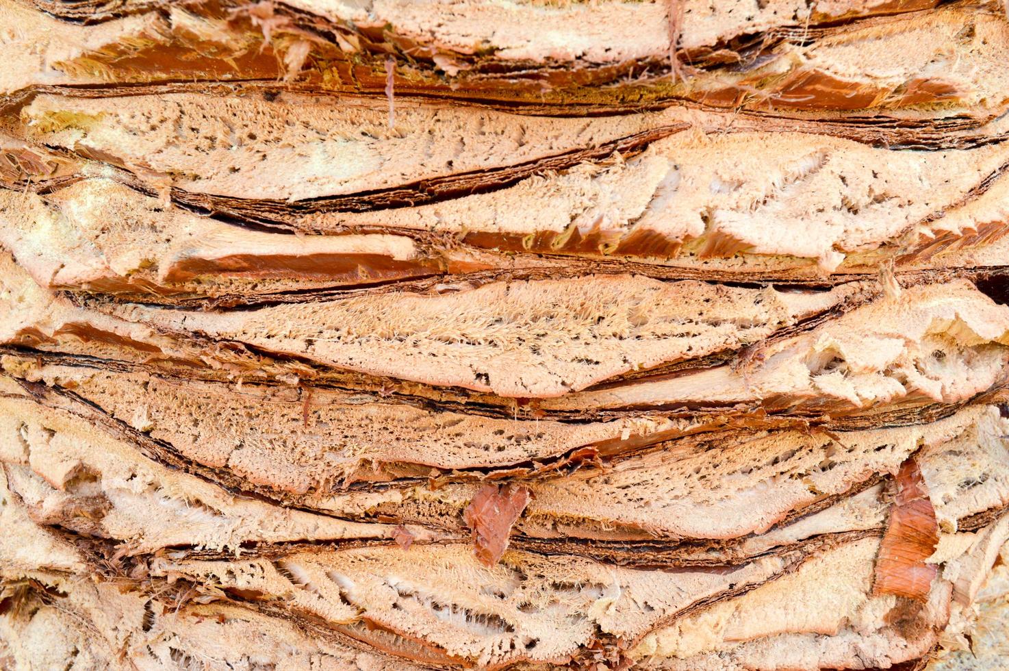 Texture embossed rough peeling natural carved wood palm bark brown tropical southern exotic from the jungle solid strong vegetable with stripes. The background photo