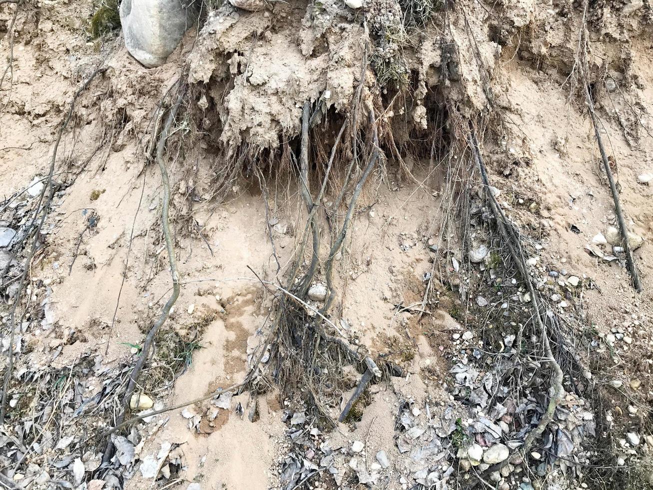 Texture of the earth on a ravine with protruding roots of trees made of sand and earth. The background photo