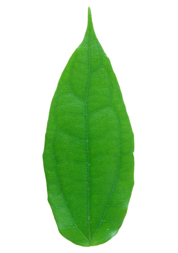 green leaf isolated on a white photo