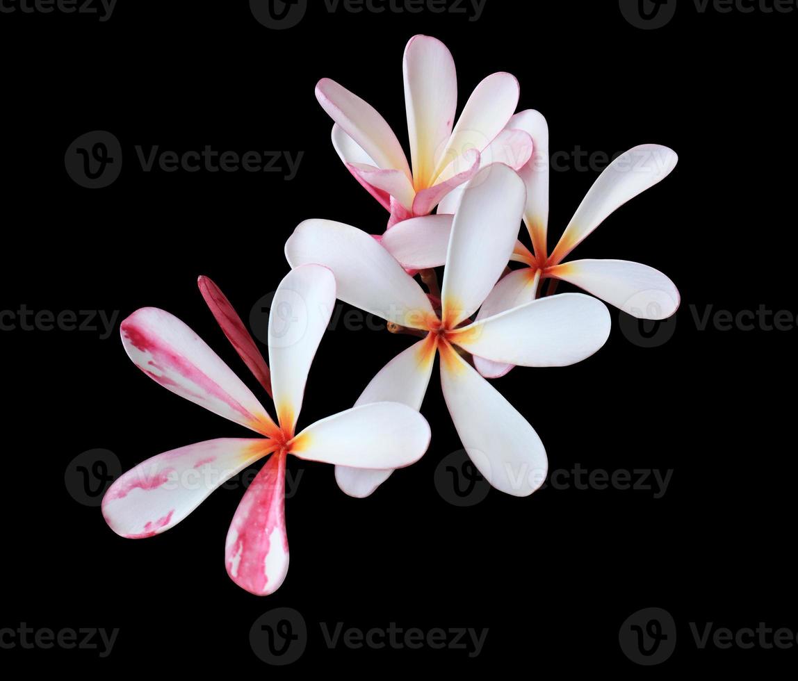 Plumeria or Frangipani or Temple tree flower. Close up yellow-pink plumeria flowers bouquet isolated on black background. Top view exotic flower bunch. photo