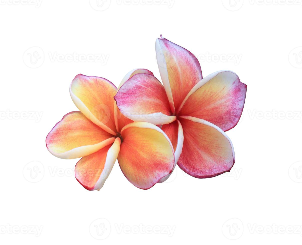 Plumeria or Frangipani or Temple tree flower. Close up yellow-orange plumeria flowers bouquet isolated on white background. Top view exotic flower bunch. photo