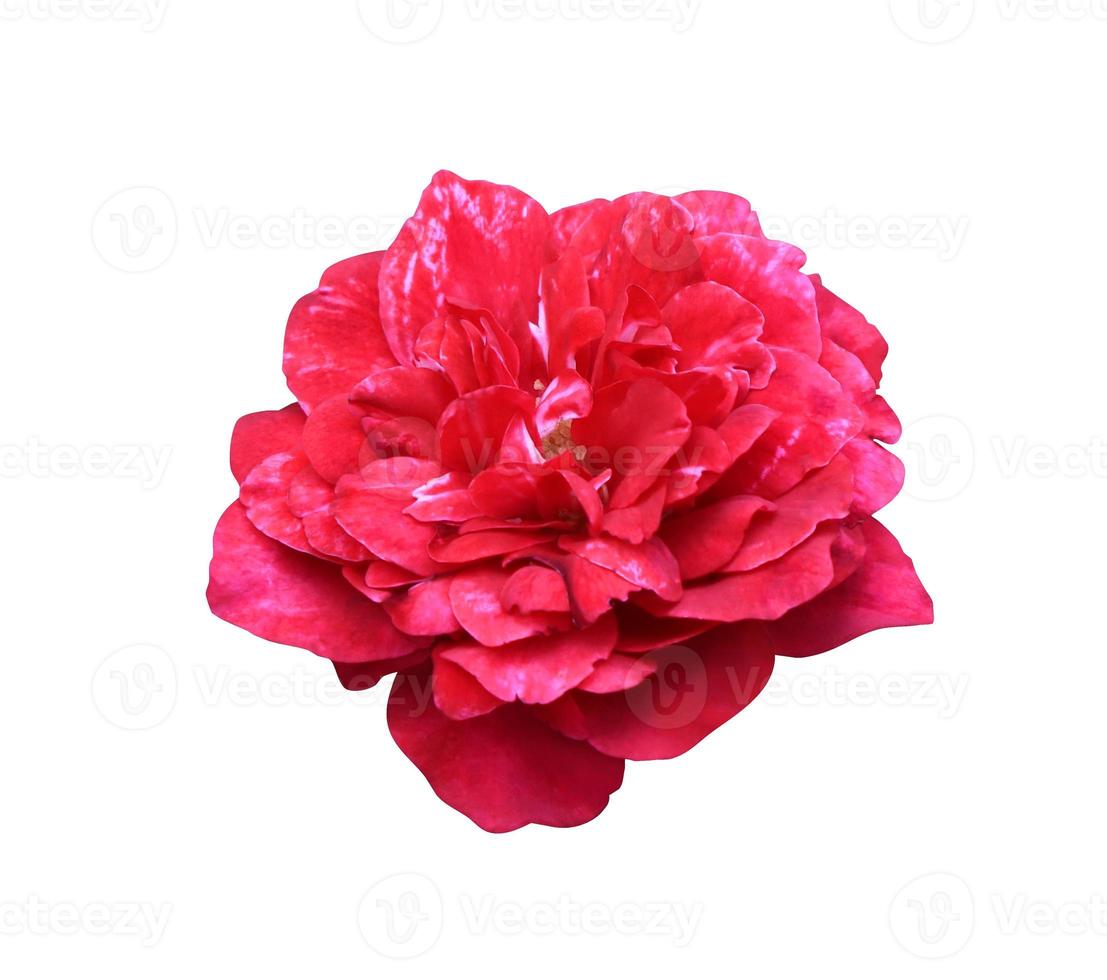 Close up red-pink single rose flowers isolated on white background. The side of exotic flowers. photo