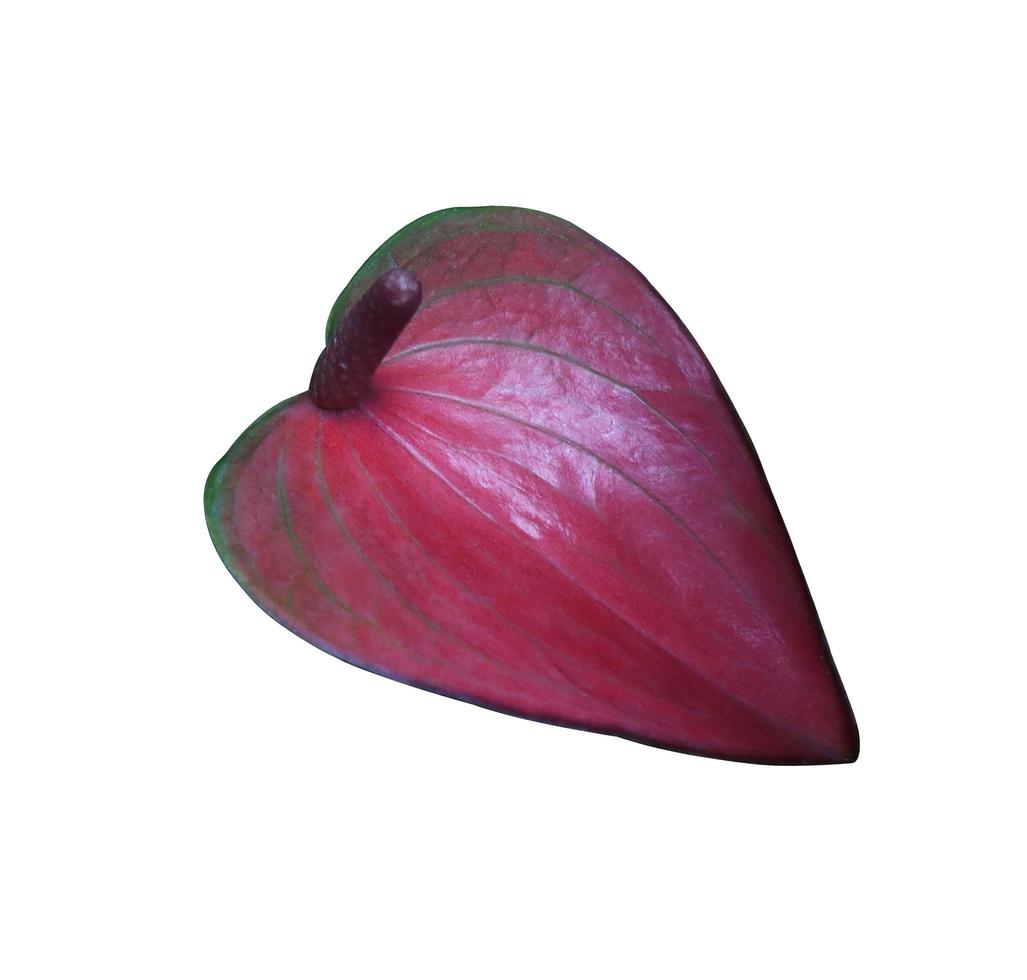 Flamingo flower or Pigtail Anthurium flower bouquet. Close up exotic pink-purple flower on green leaves isolated on white background. photo