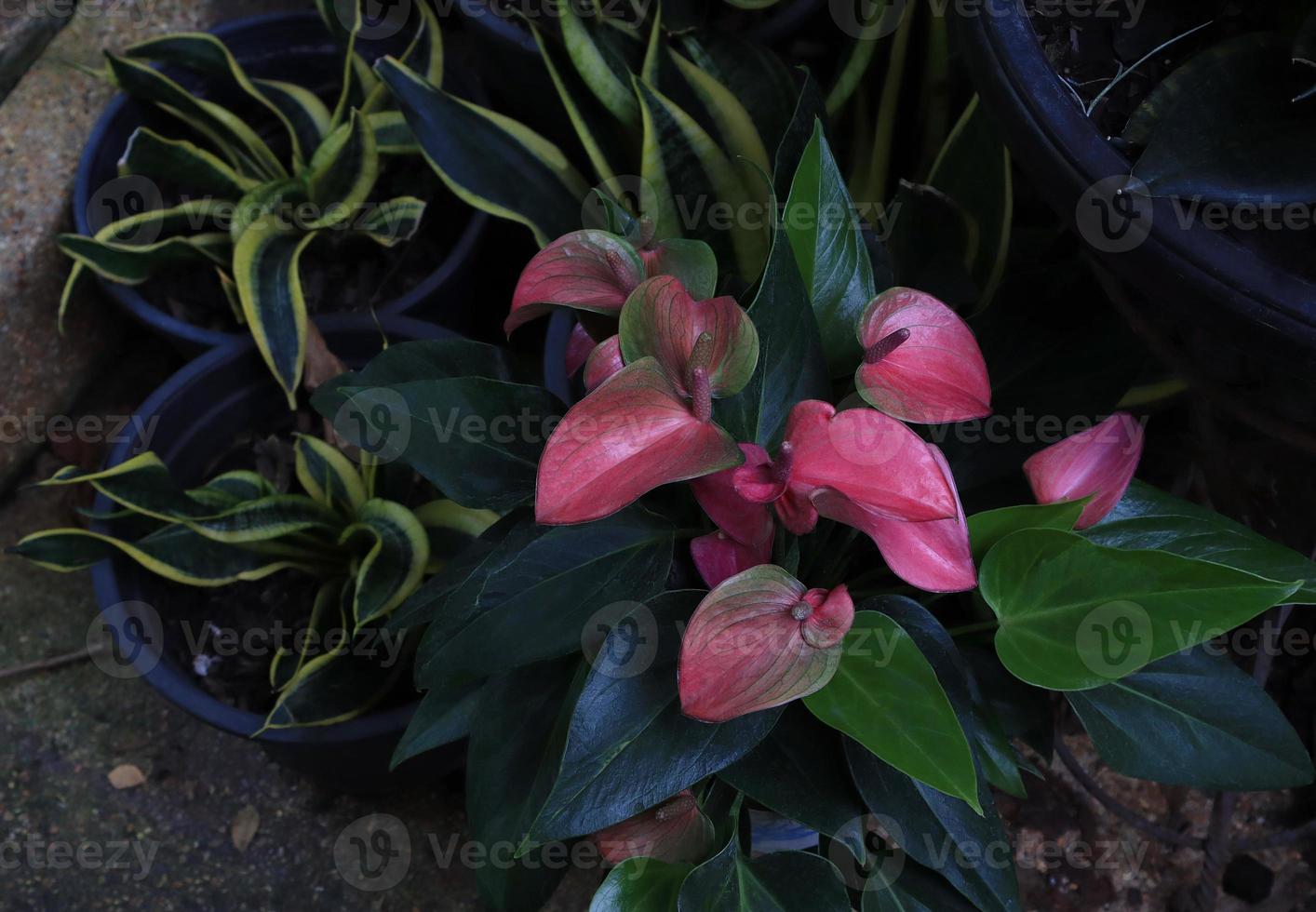 Flamingo flower or Pigtail Anthurium flower bouquet. Close up exotic pink-purple flower on green leaves in pot in garden with morning light. photo
