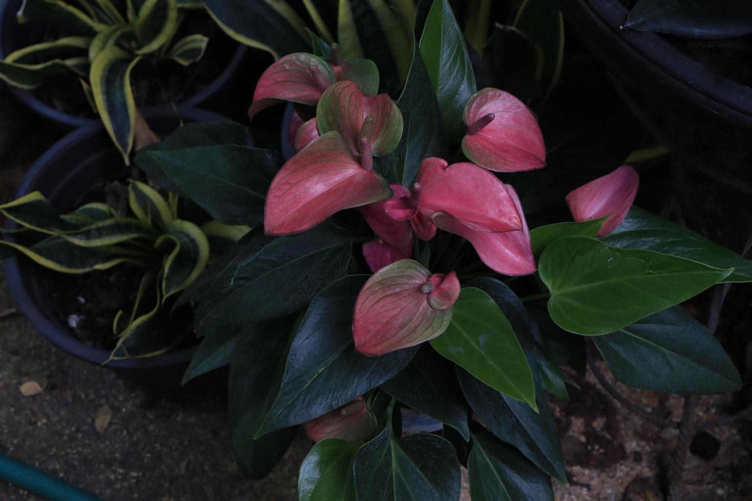 Flamingo flower or Pigtail Anthurium flower bouquet. Close up exotic pink-purple flower on green leaves in pot in garden with morning light. photo