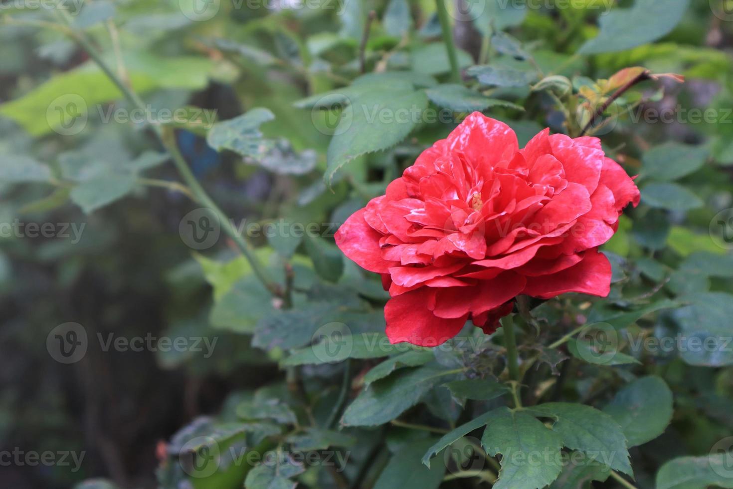 Close up red rose flower bouquet on green leaf background in garden with morning light. photo