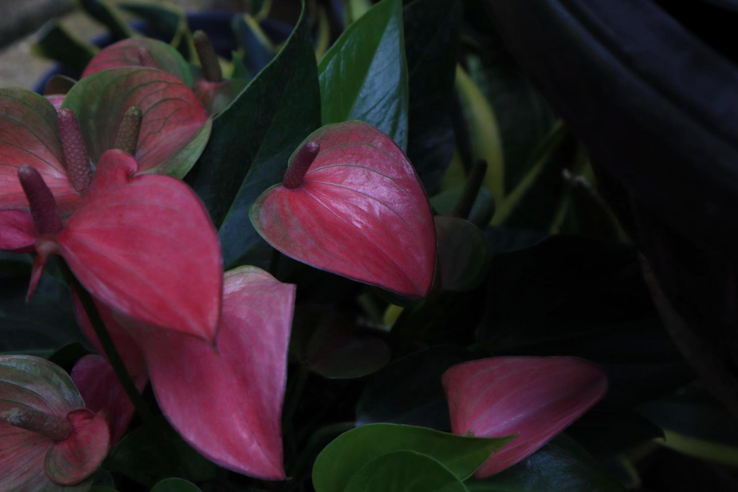 flor de flamenco o ramo de flores de anturio de coleta. cierre la exótica flor rosa-púrpura sobre hojas verdes en una maceta en el jardín con luz matutina. foto