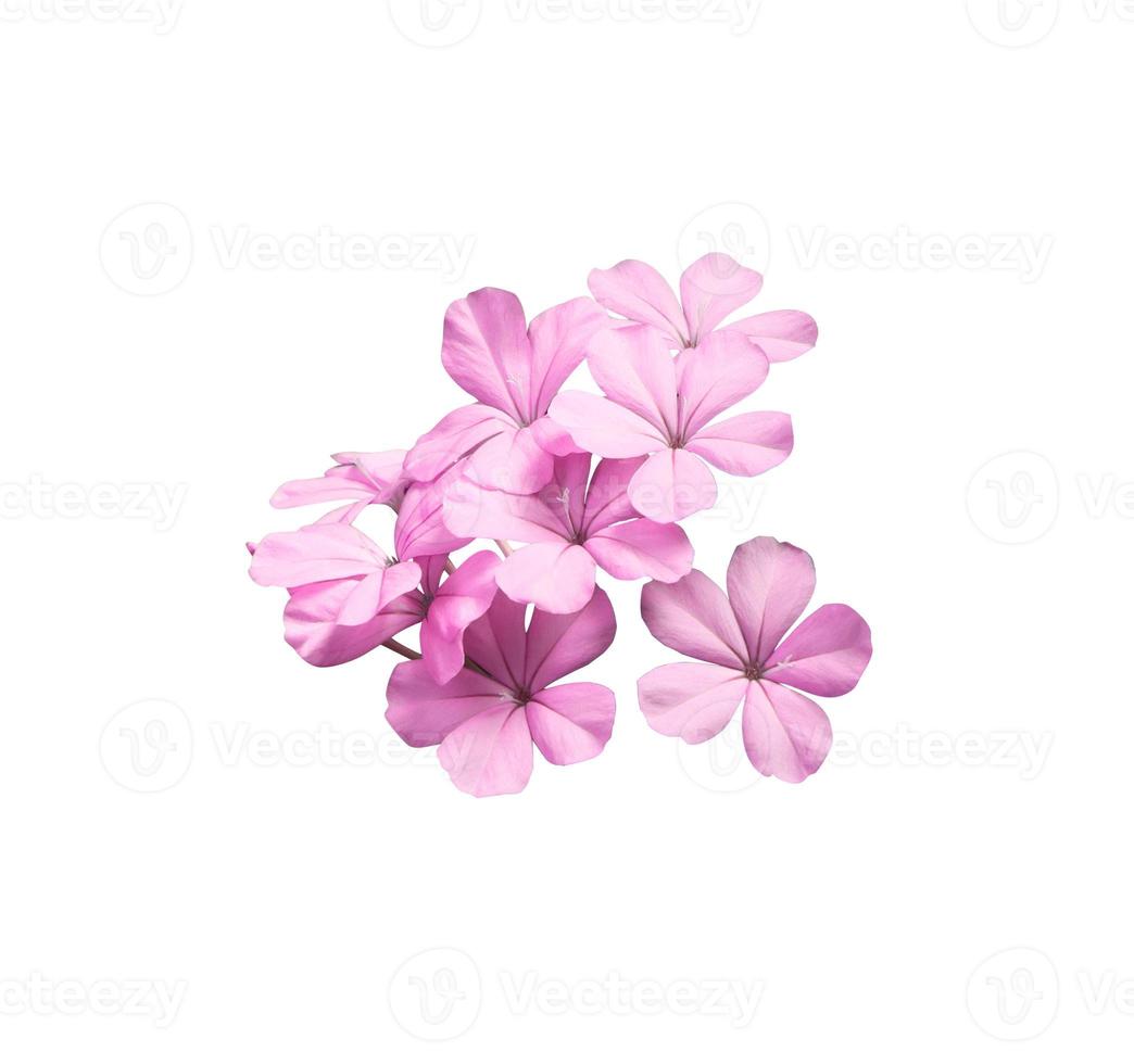 White plumbago or Cape lead wort flowers. Close up pink-purple small flower bouquet isolated on white background. photo