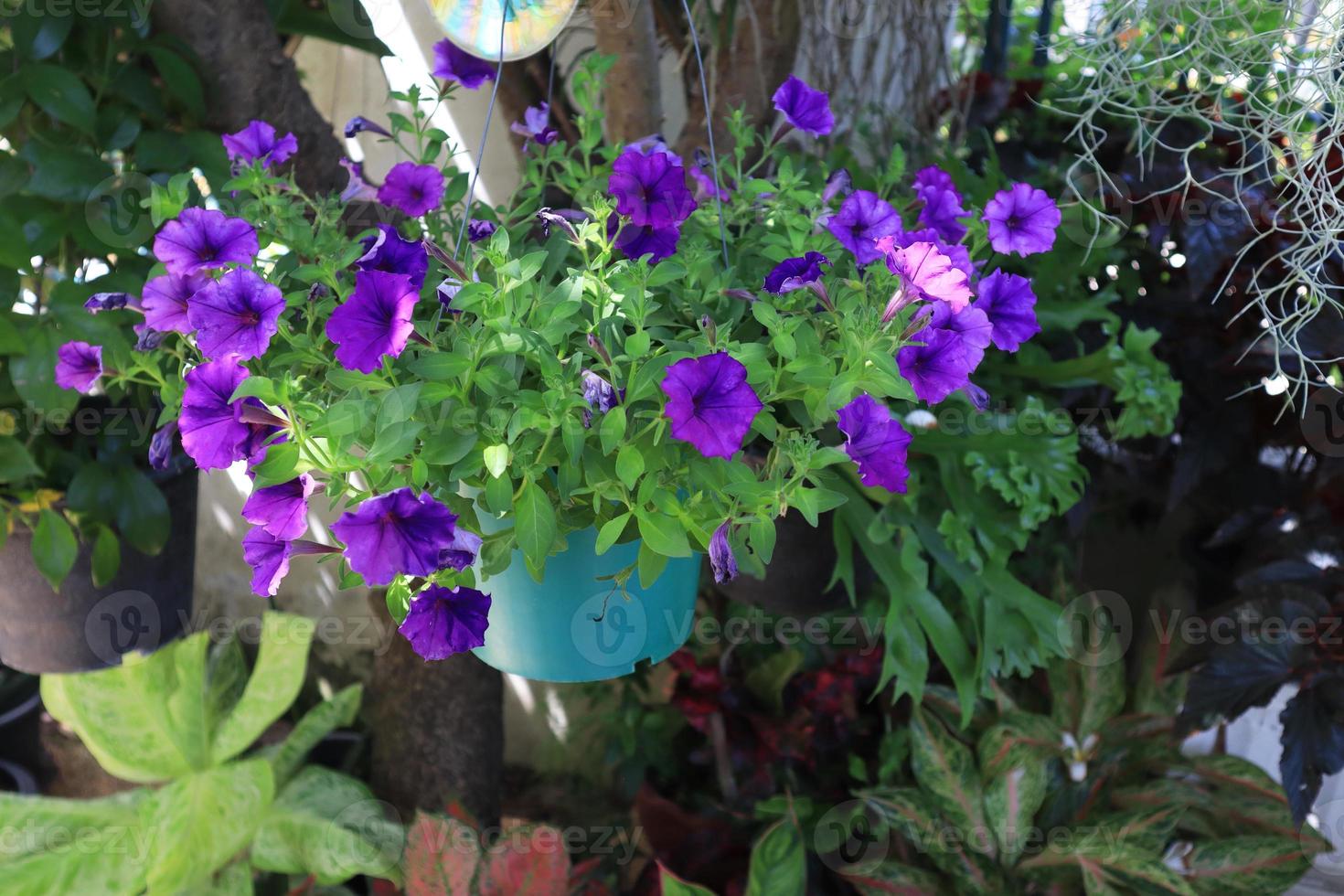 Close up petunia flowers in pot in garden with morning light. The side of exotic purple flowers bouquet. photo