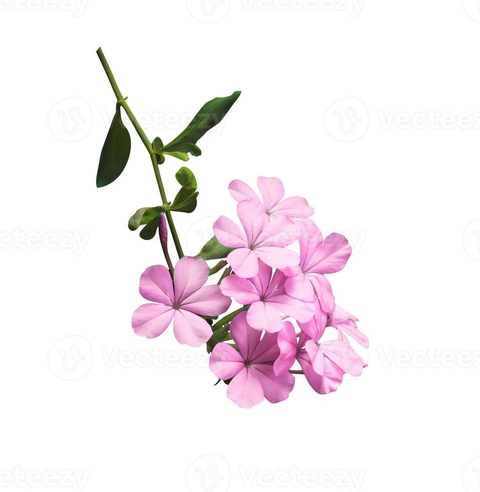 White plumbago or Cape lead wort flowers. Close up pink-purple small flower bouquet isolated on white background. photo