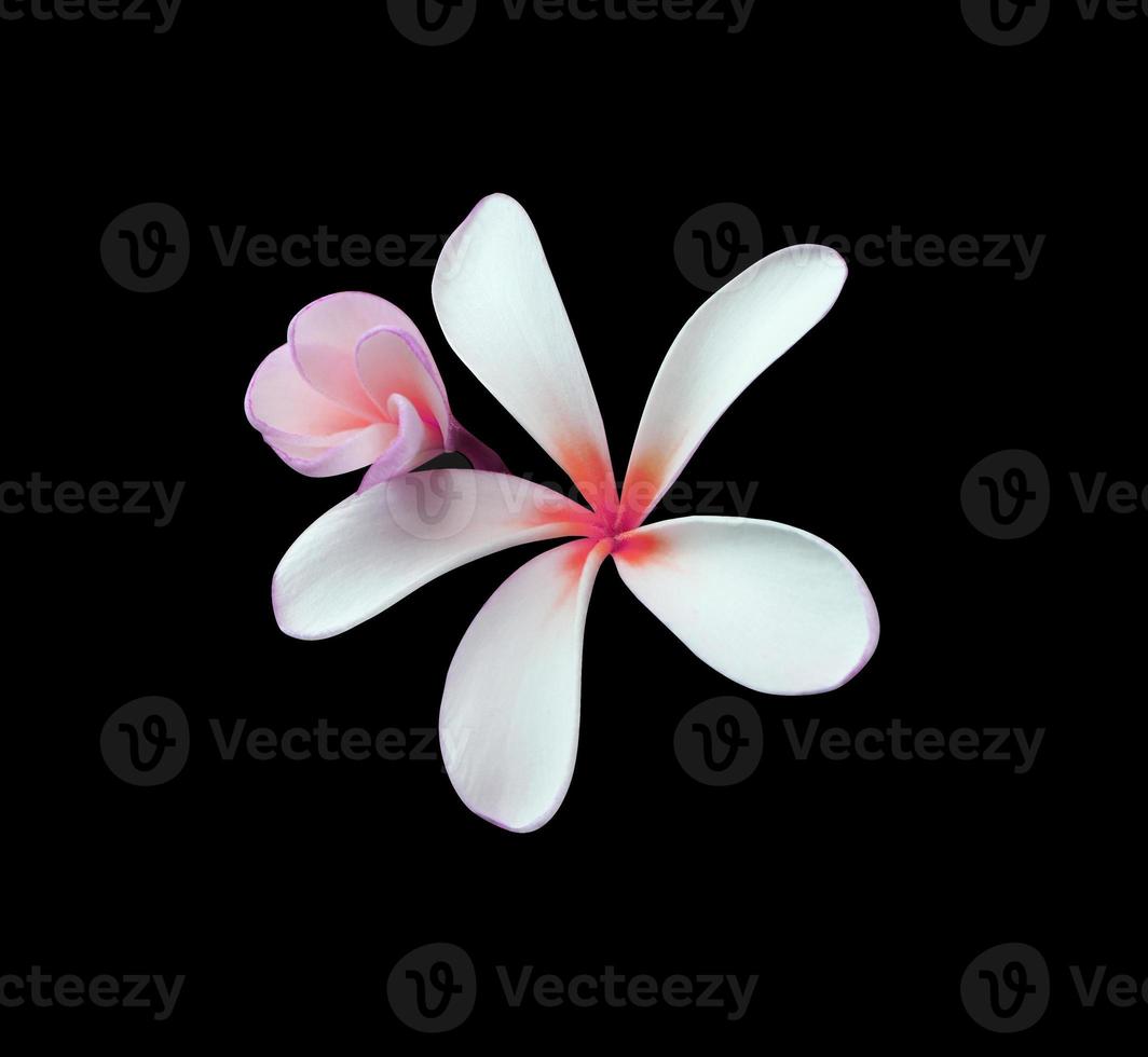 Plumeria or Frangipani or Temple tree flower. Close up violet-pink plumeria flowers bouquet isolated on white background. Top view exotic flower bunch. photo