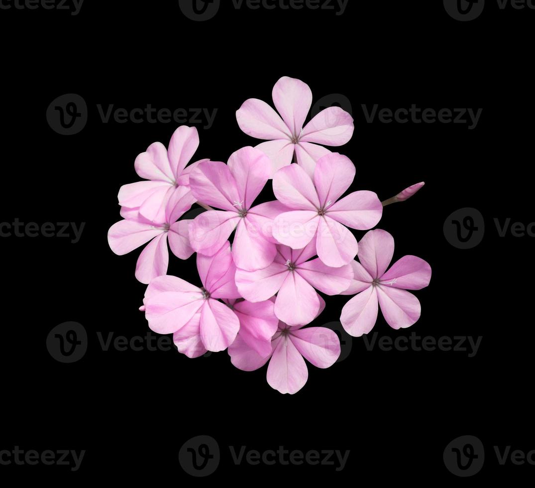 White plumbago or Cape lead wort flowers. Close up pink-purple small flower bouquet isolated on black background. photo