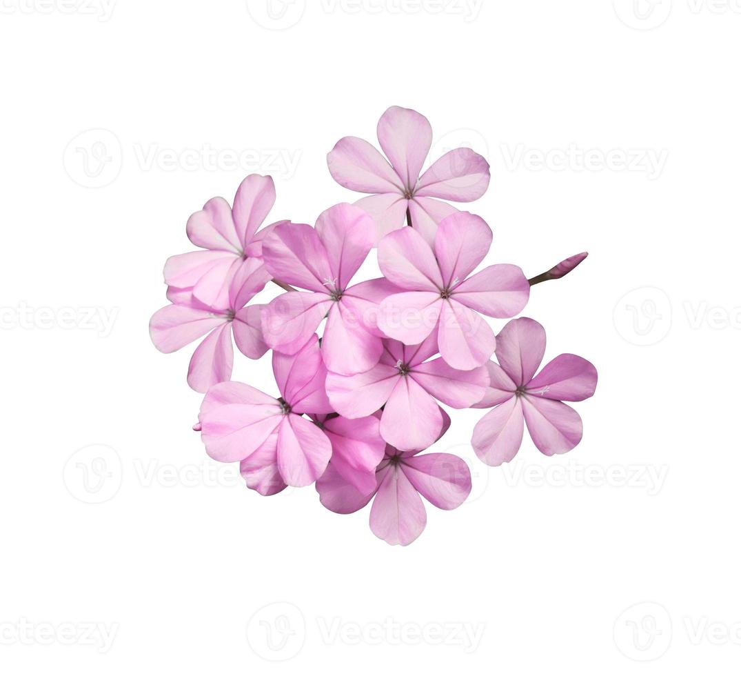 White plumbago or Cape lead wort flowers. Close up pink-purple small flower bouquet isolated on white background. photo