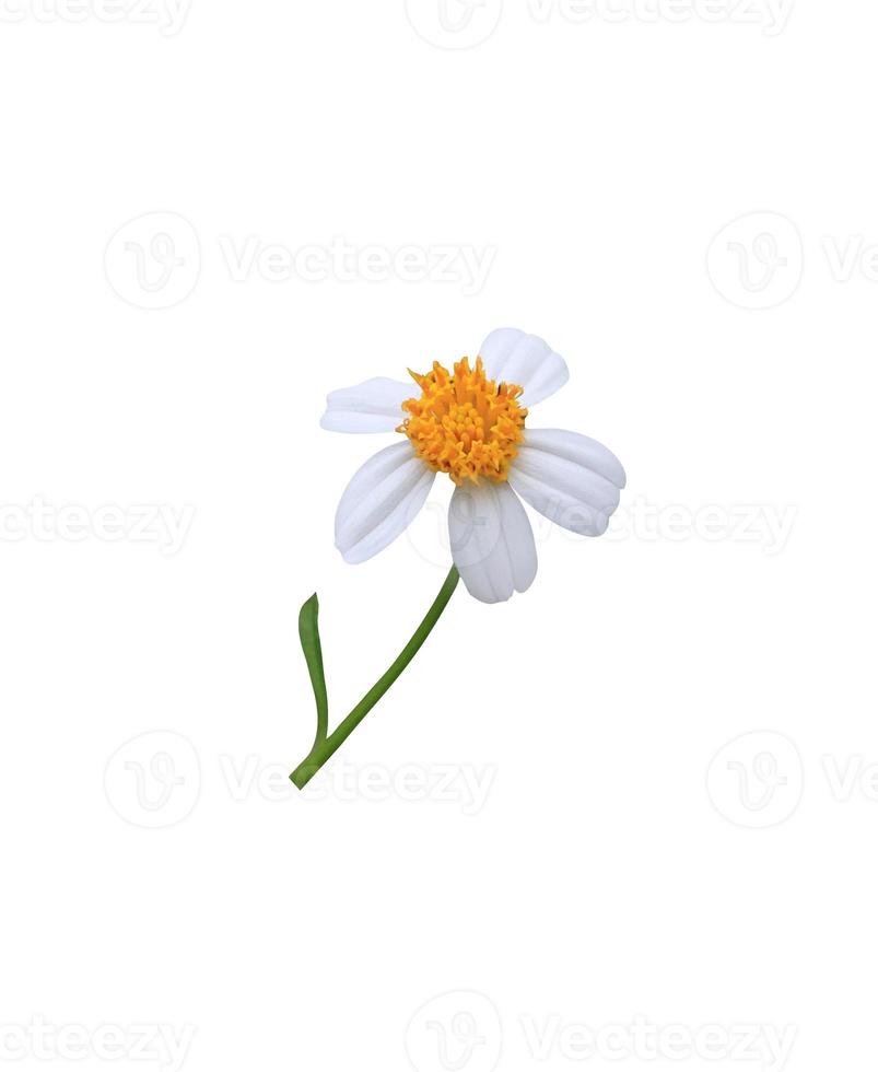 botones de abrigo o margarita mexicana o flor de margarita tridax. primer plano pequeño ramo de flores blancas aislado sobre fondo blanco. foto