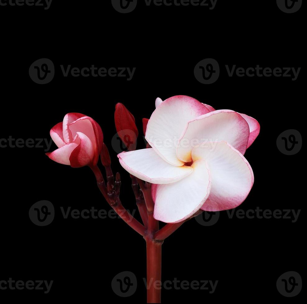 Close up pink plumeria or frangipani flower branch isolated on black background. The side of exotic flower. photo