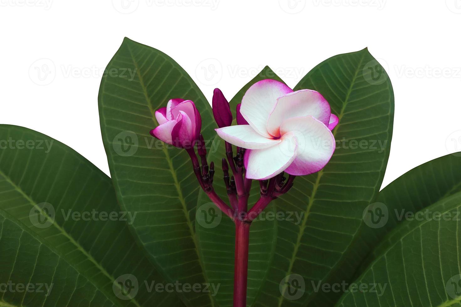 Close up violet plumeria or frangipani flower branch isolated on white background. The side of exotic flower. photo