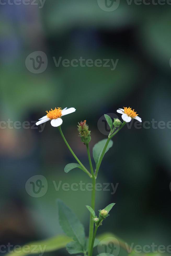 Coat buttons or Mexican daisy or Tridax daisy flowers. Close up small white flowers bouquet on green background in garden with morning light. photo