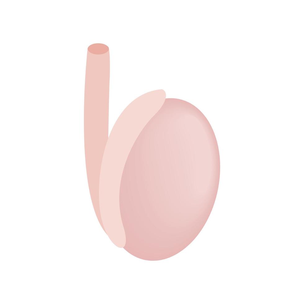 Male reproductive organ isometric icon vector