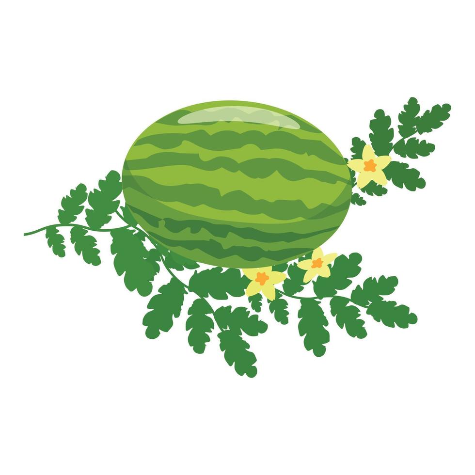 vector de dibujos animados de icono de planta de sandía de jardín. fruta de melón