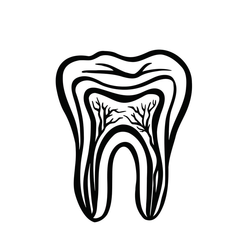 sistema nervioso del diente, diente recortado, estomatología, vector monocromo