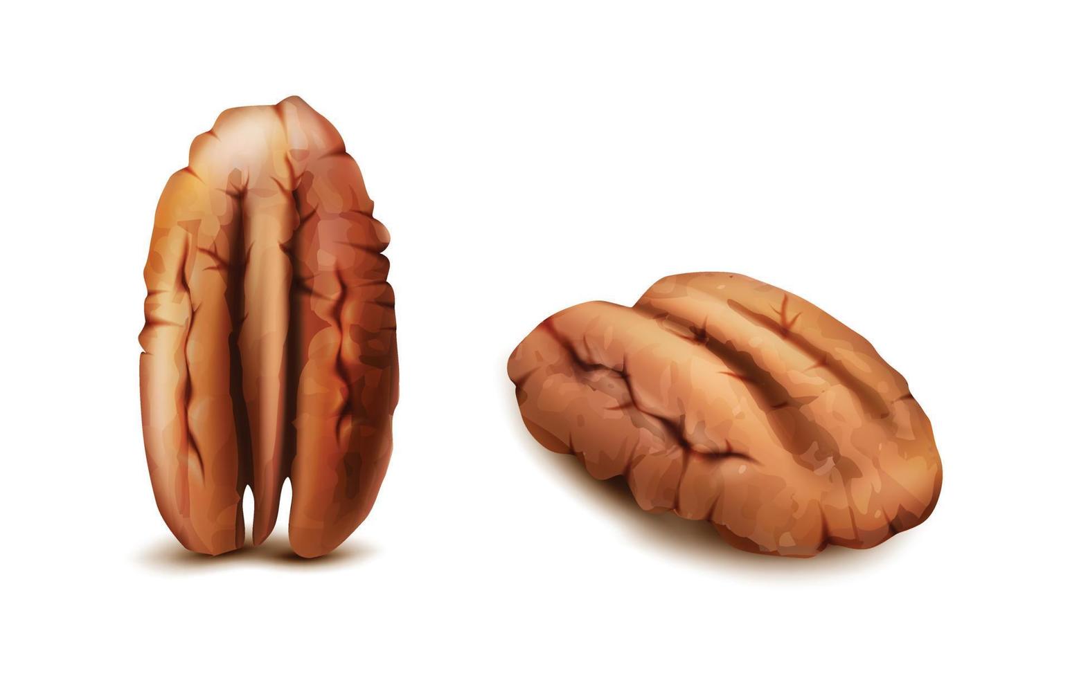 3d realistic vector icon. Pecan nuts in front and side view. Isolated on white.