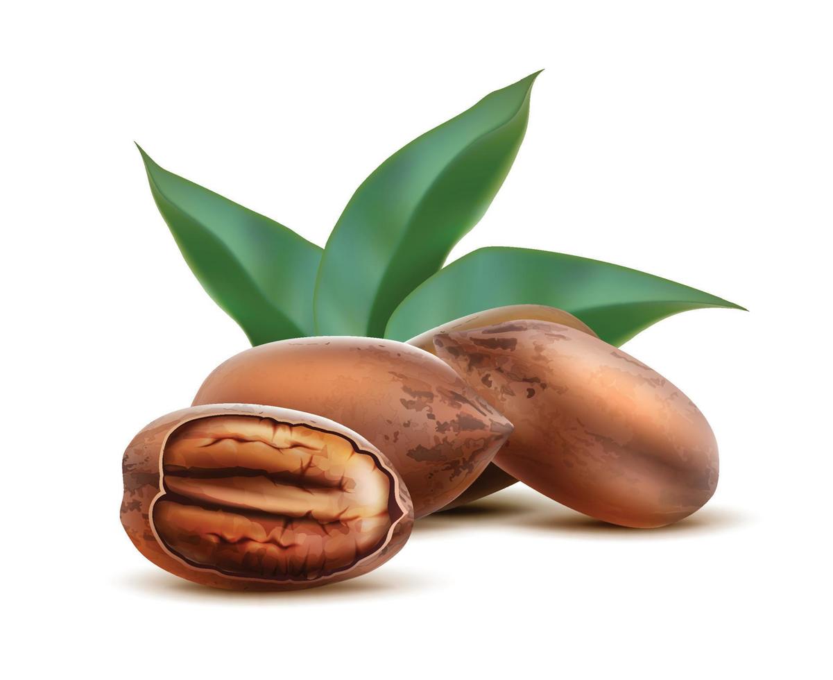 3d realistic vector icon. Pecan nuts in the shell and cracked with nut inside.