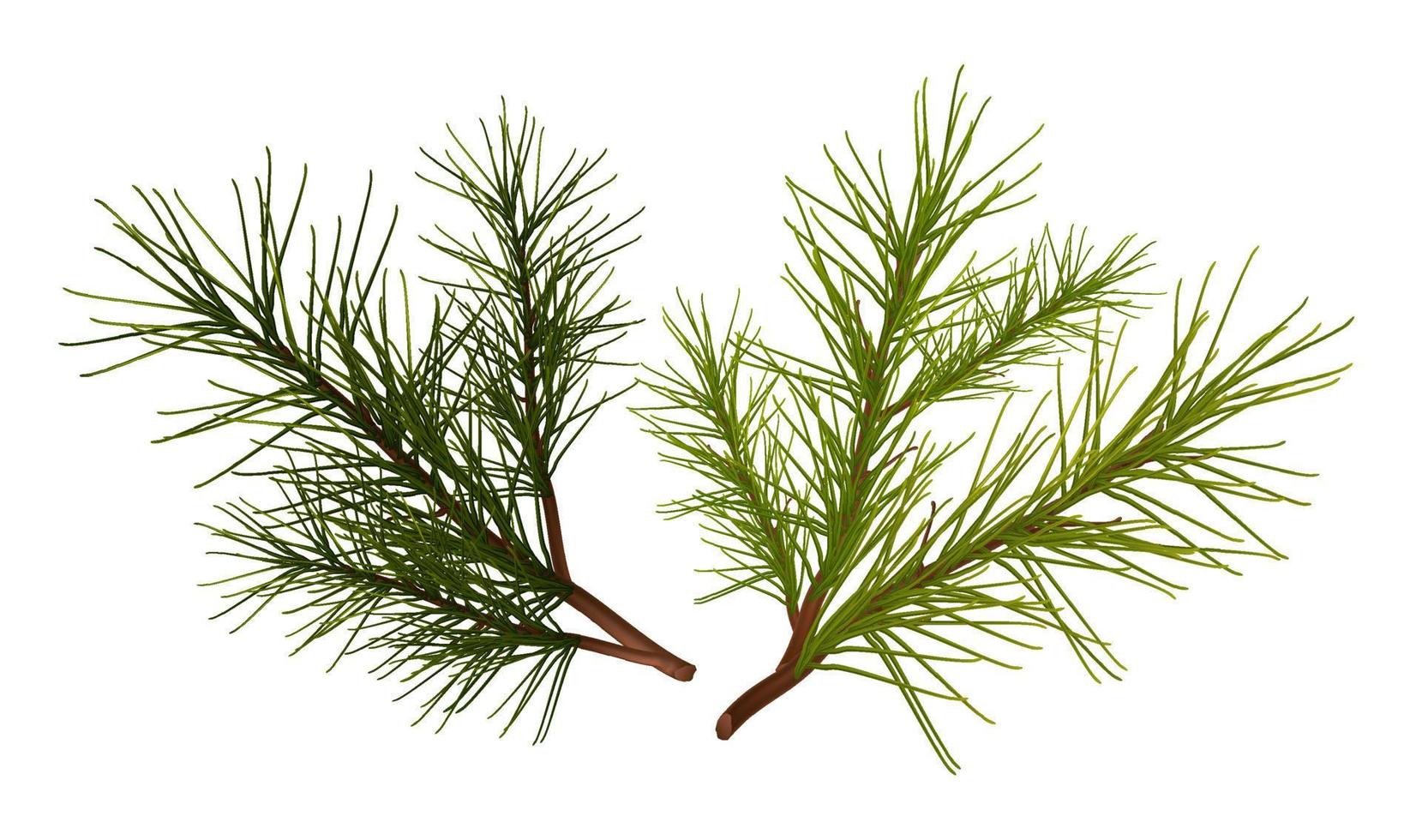 3d realistic vector icon. Fir tree branches. Isolated on white background.