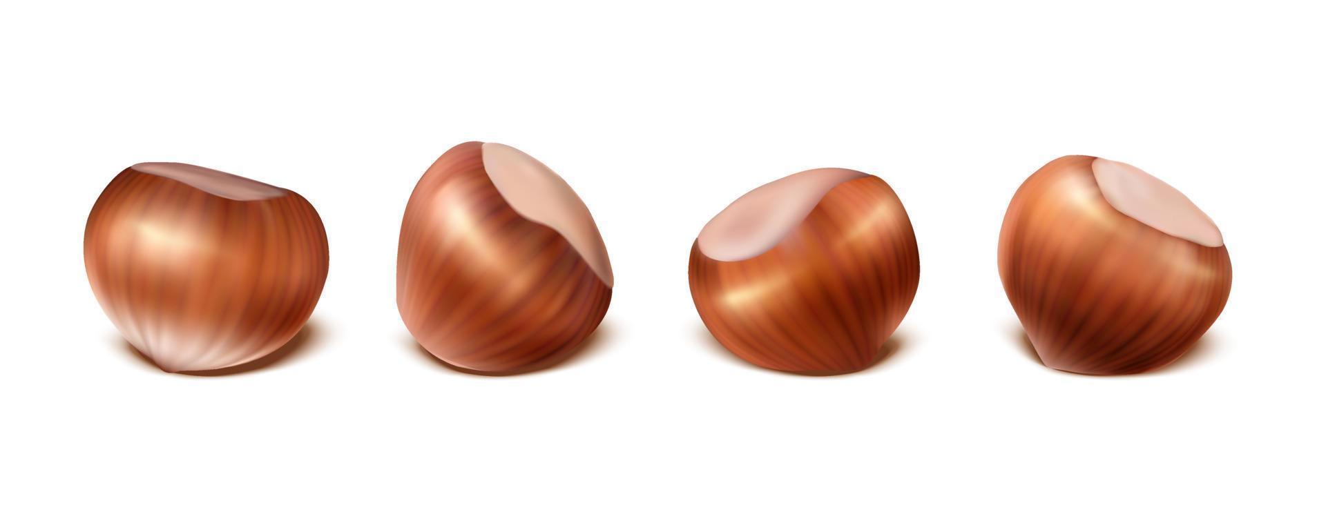 3d realistic vector icon. Hazelnuts in the shell. Isolated on white background.