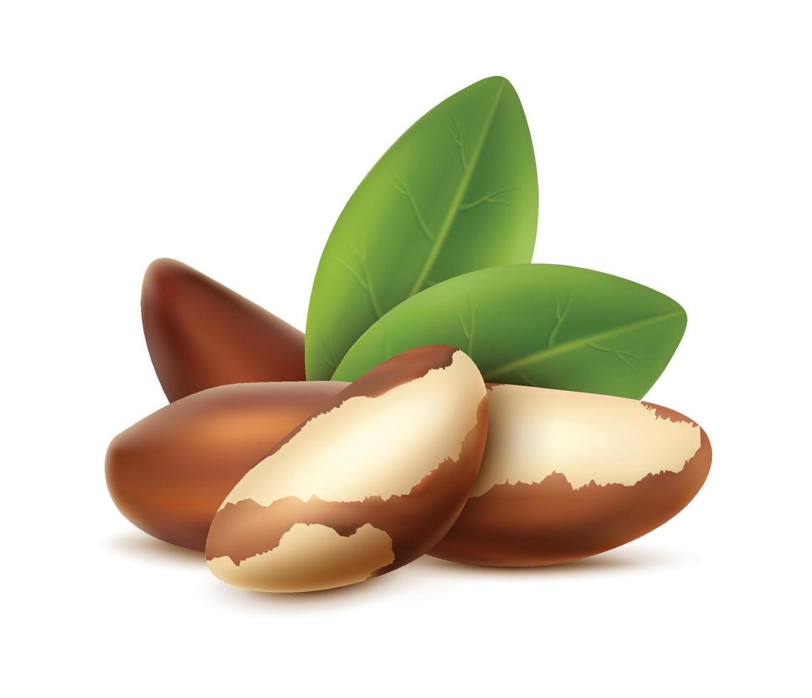 3d realistic vector icon. Brazilian nuts with leaves for brand labels and advertisemnt.