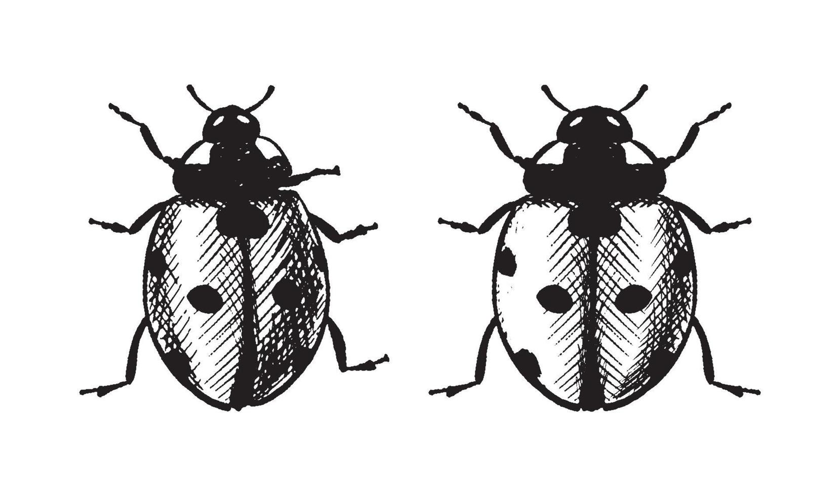 Vector hand drawn icon. Ladybug. Isolated on white background.