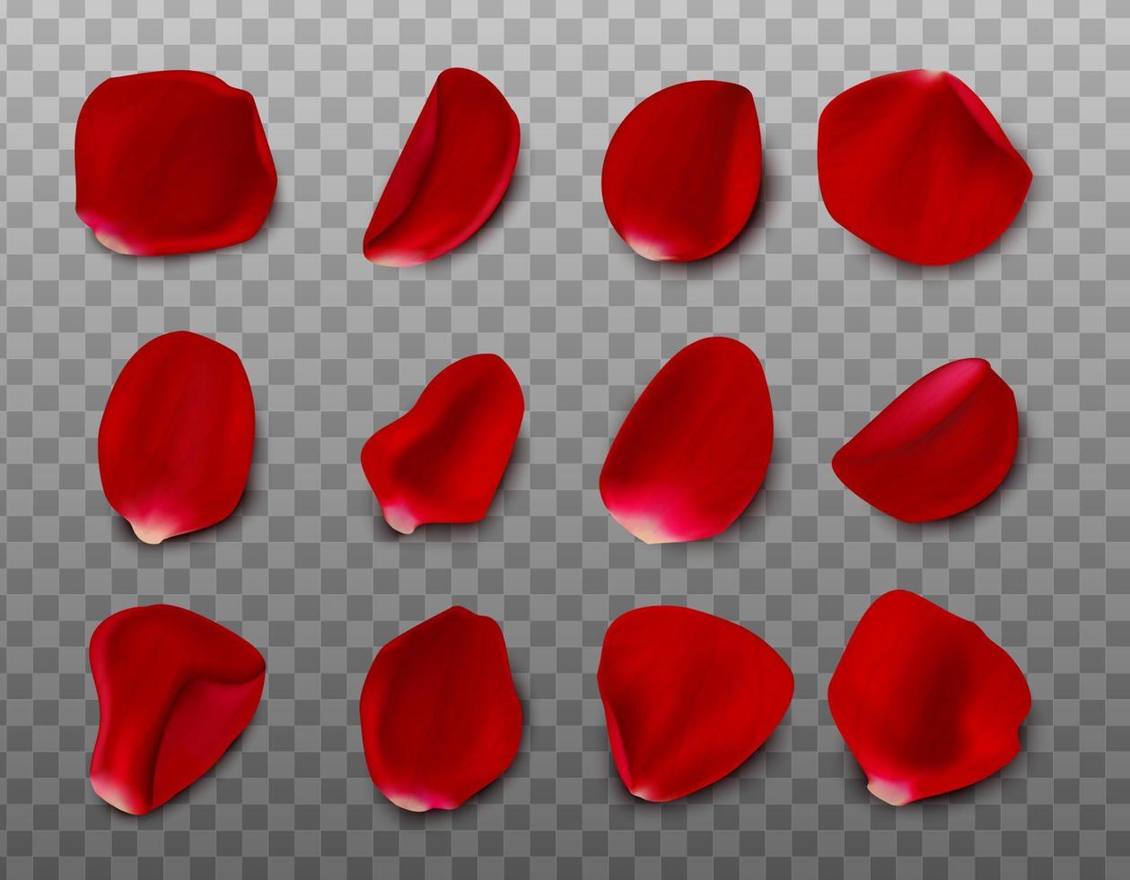 Vector realistic rose petals on white background.