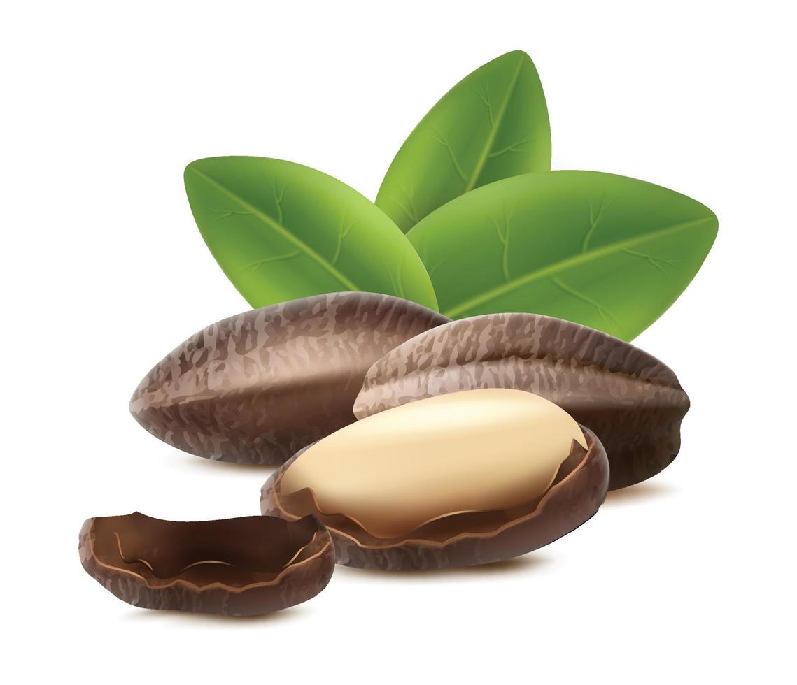 3d realistic vector icon. Brazilian nuts in the shell with leaves. For brand advertisement and labels.