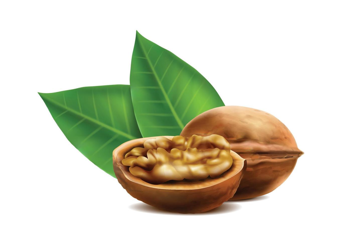 3d realistic vector icon. Walnuts in the shell whole and cut in half with leaves. Isolated on white.