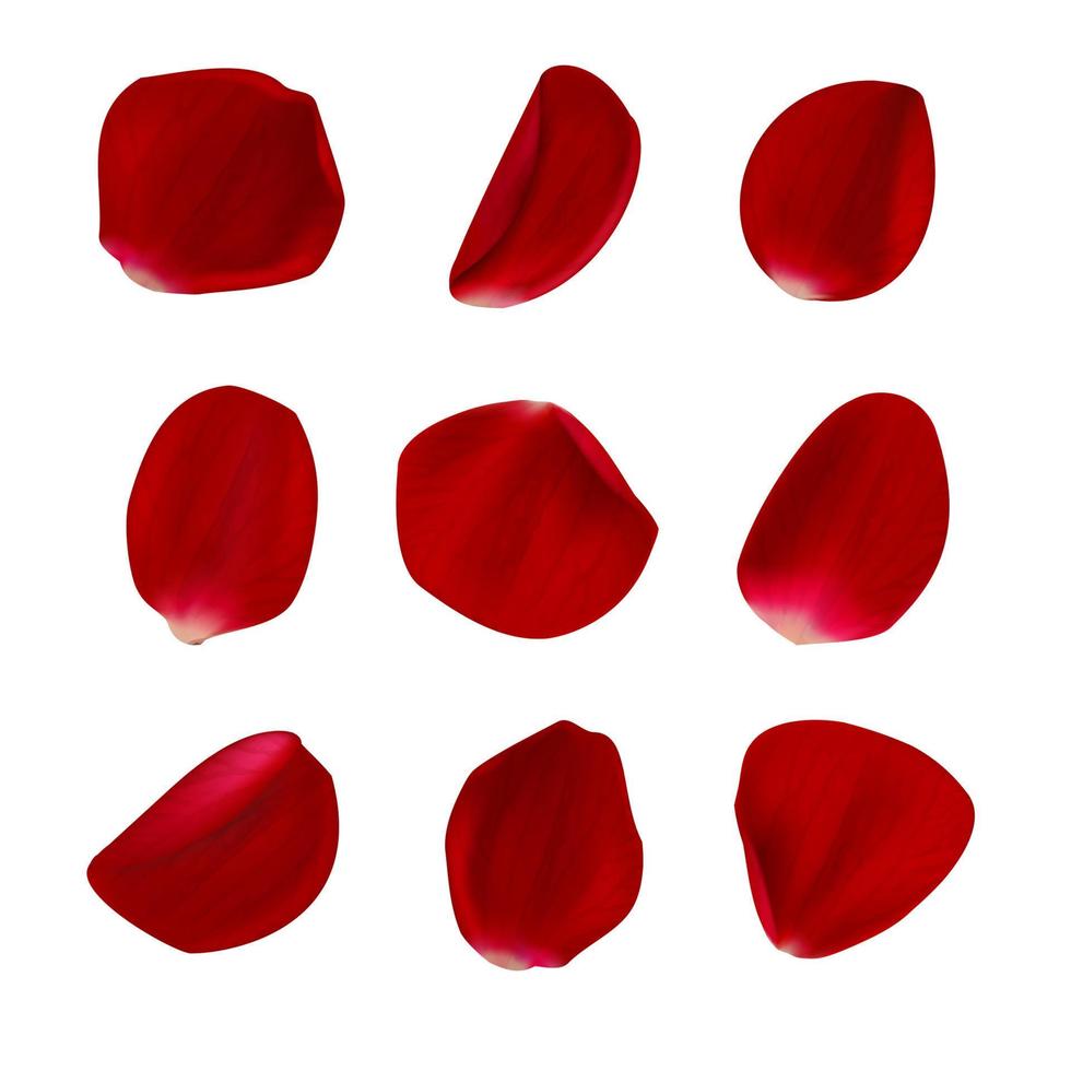 Vector realistic rose petals on white background.