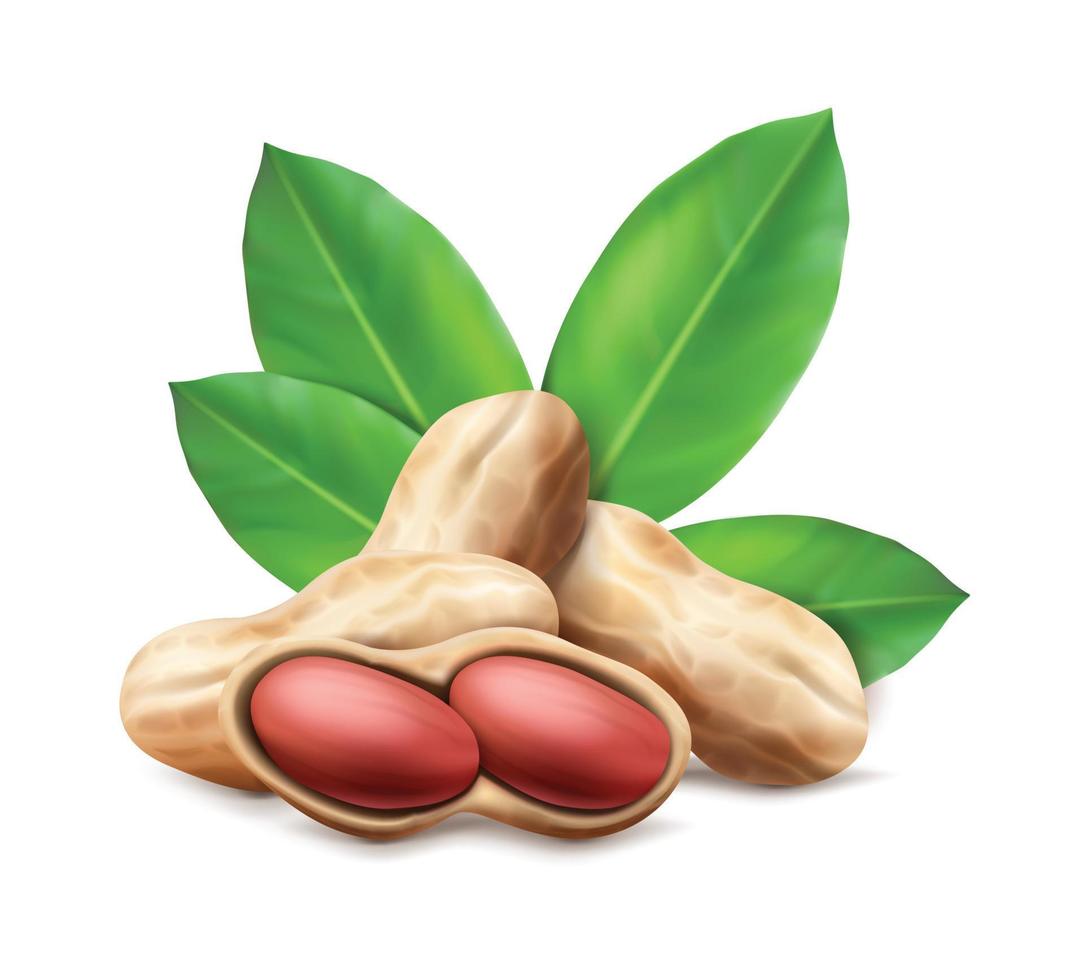 3d realistic vector icon. Peanuts in the shell and unshelled with leaves. Composition for brand, advertisement and labels.