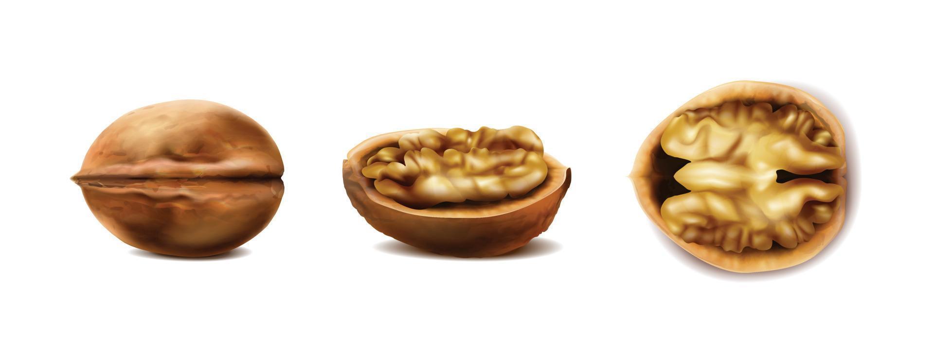 realistic vector icon. Walnuts in the shell in different shapes, whole, cut in half in side and front view. Isolated on white.