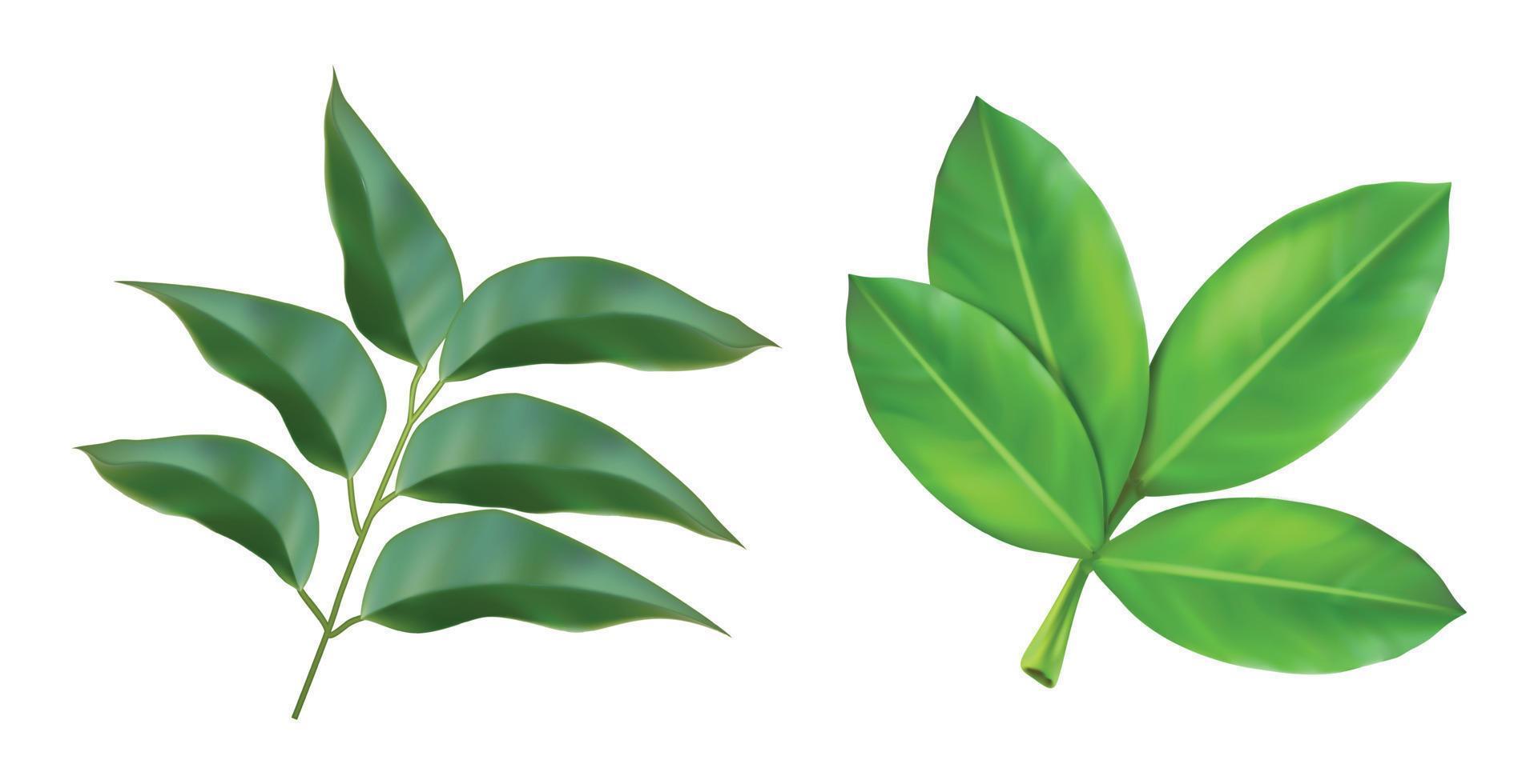 Vector icon set. Realistic leaves, plant branch. Isolated on white.