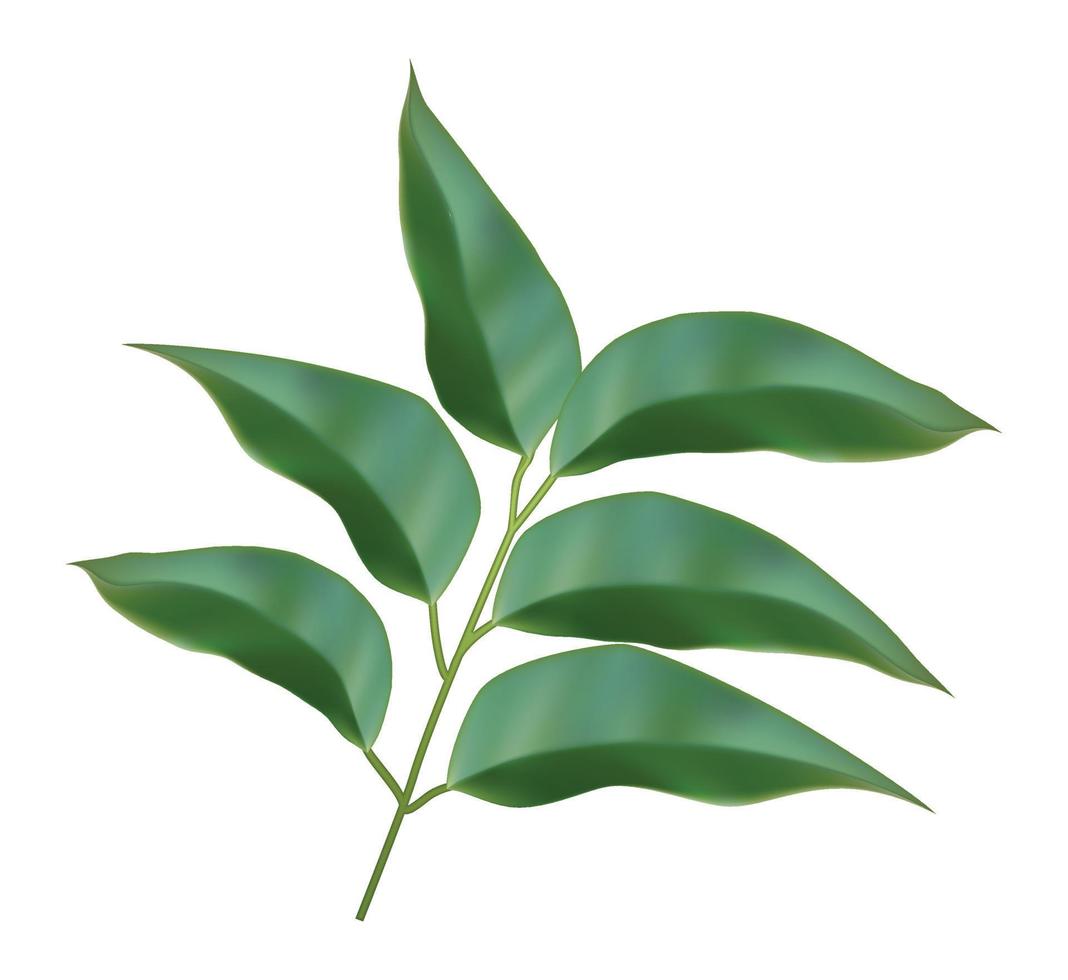 3d realistic vector icon. Pecan leaves plants. Isolated on white background.