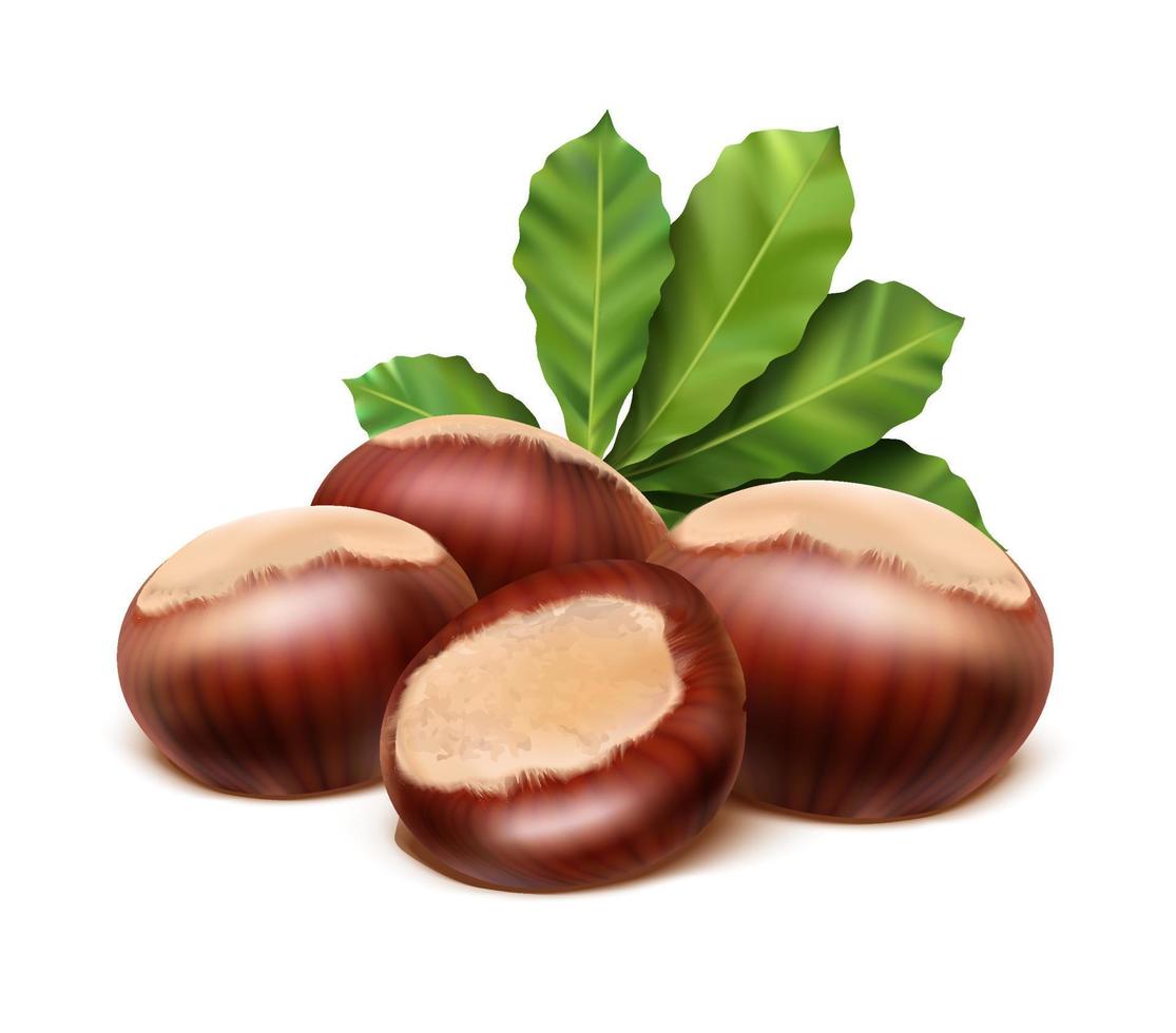 3d realistic vector icon. Chestnut with leaves. Isolated on white background.