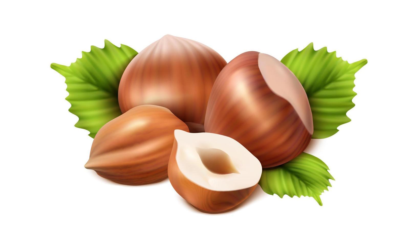 3d realistic vector icon. Hazelnut peeled,  chopped in half and green hazel leaves. Isolated on white background.