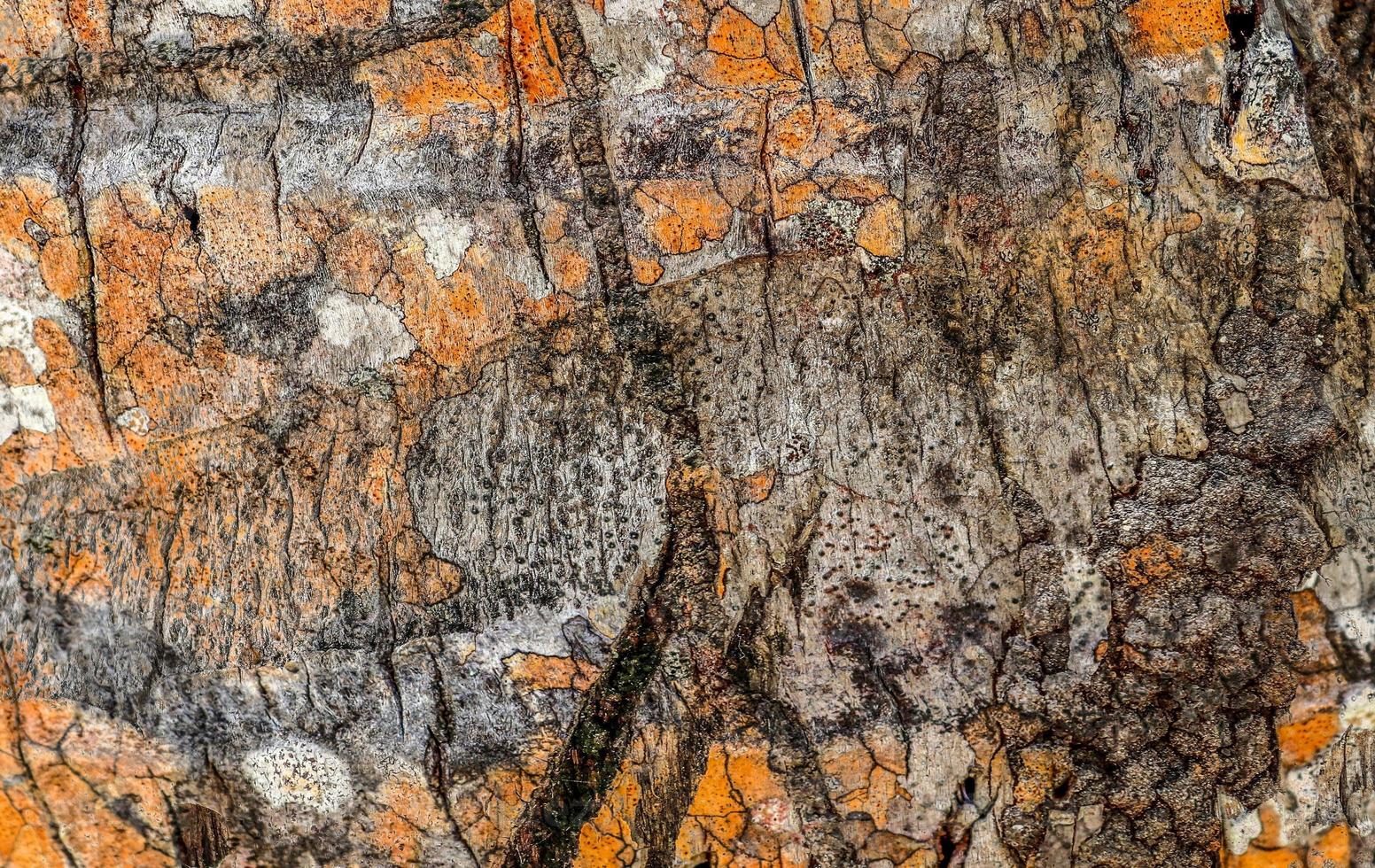 Close up at very detailed tree bark texture in high resolution. photo