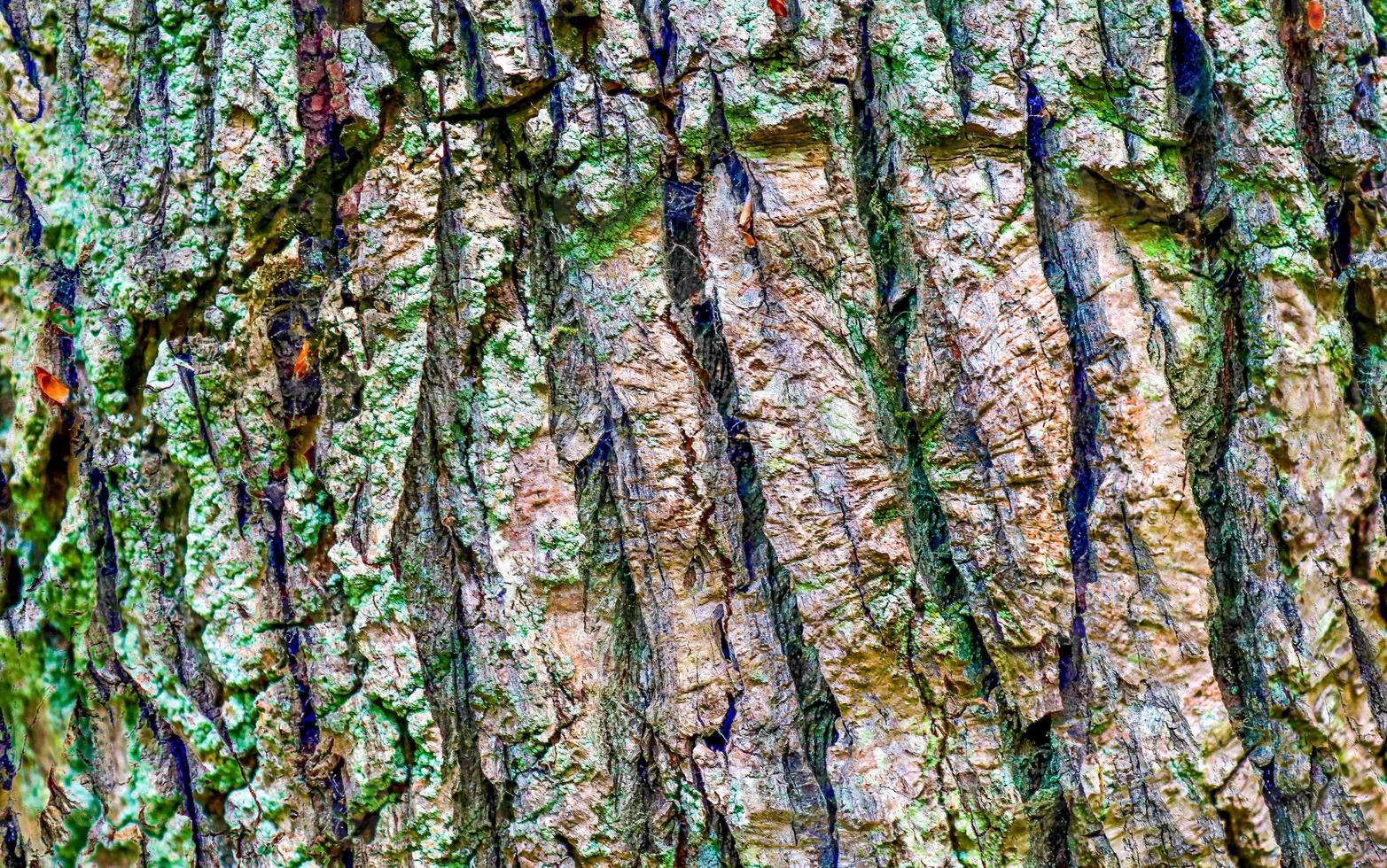 Close up at very detailed tree bark texture in high resolution. photo