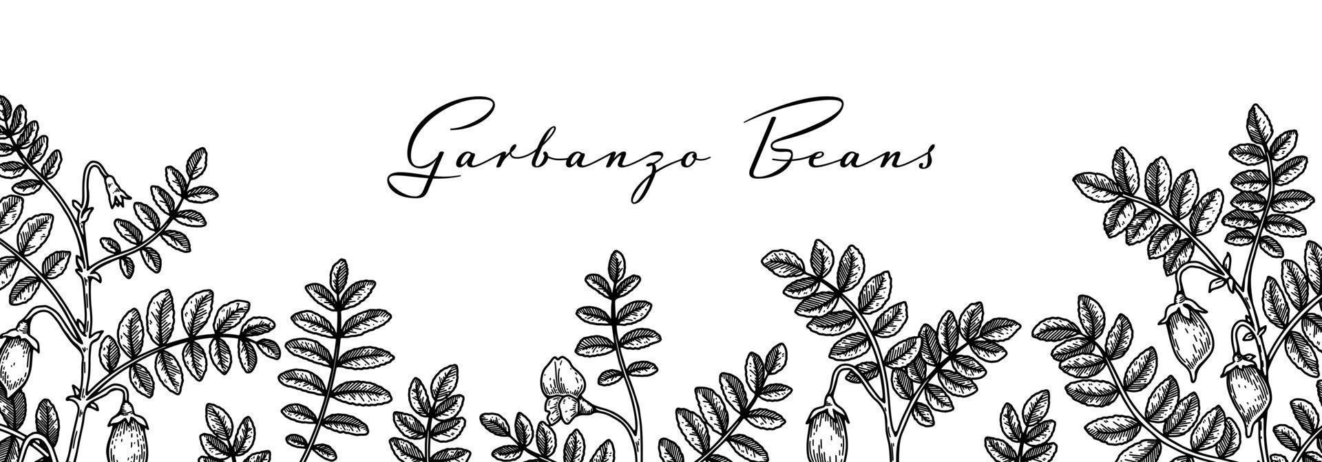 Hand drawn chickpeas botany background. Vector illustration in sketch style. Packaging design