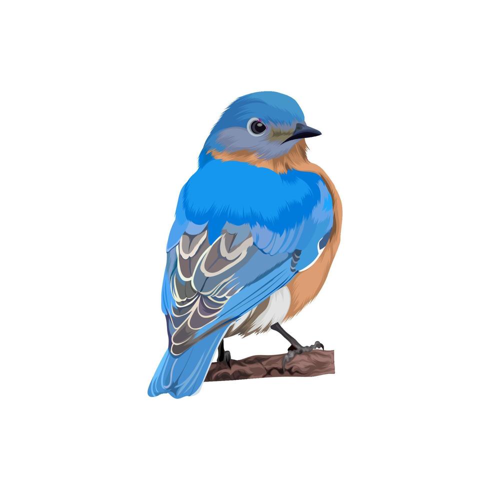 concepto de diseño de ilustración de vector de pájaro azul oriental