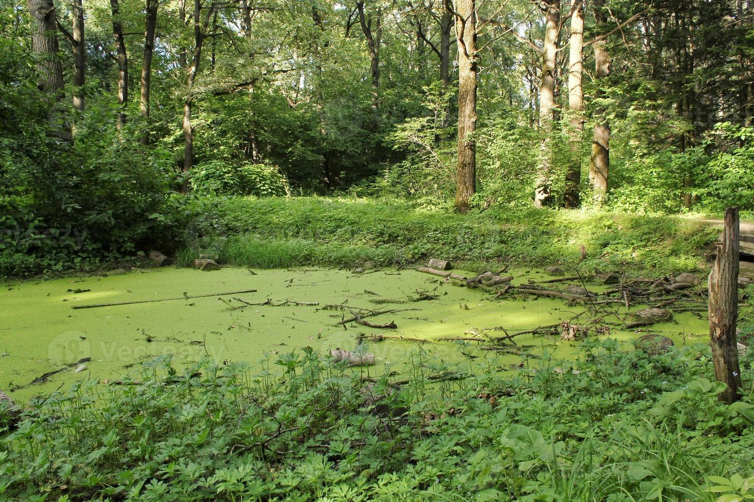 Dry dead trees in wetland green swamp in forest with root and flow water at summer day. Pure nature, climate, seasons, rainforest. Ecology, ecosystem, environmental conservation concept. Close-up photo